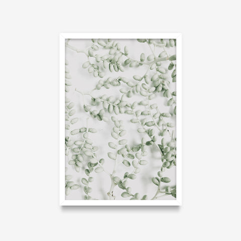 Plantas - Suculentas
