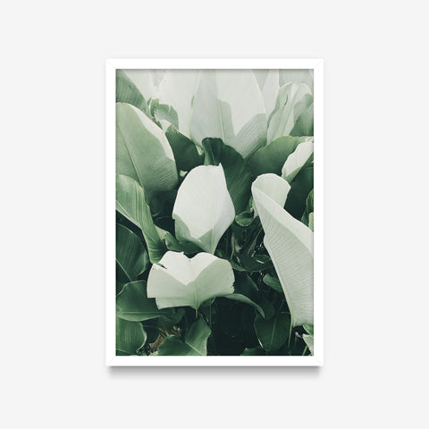 Plantas - Tipo uma bananeira