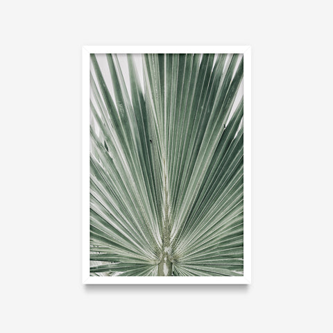 Plantas - Coqueirinho detalhe