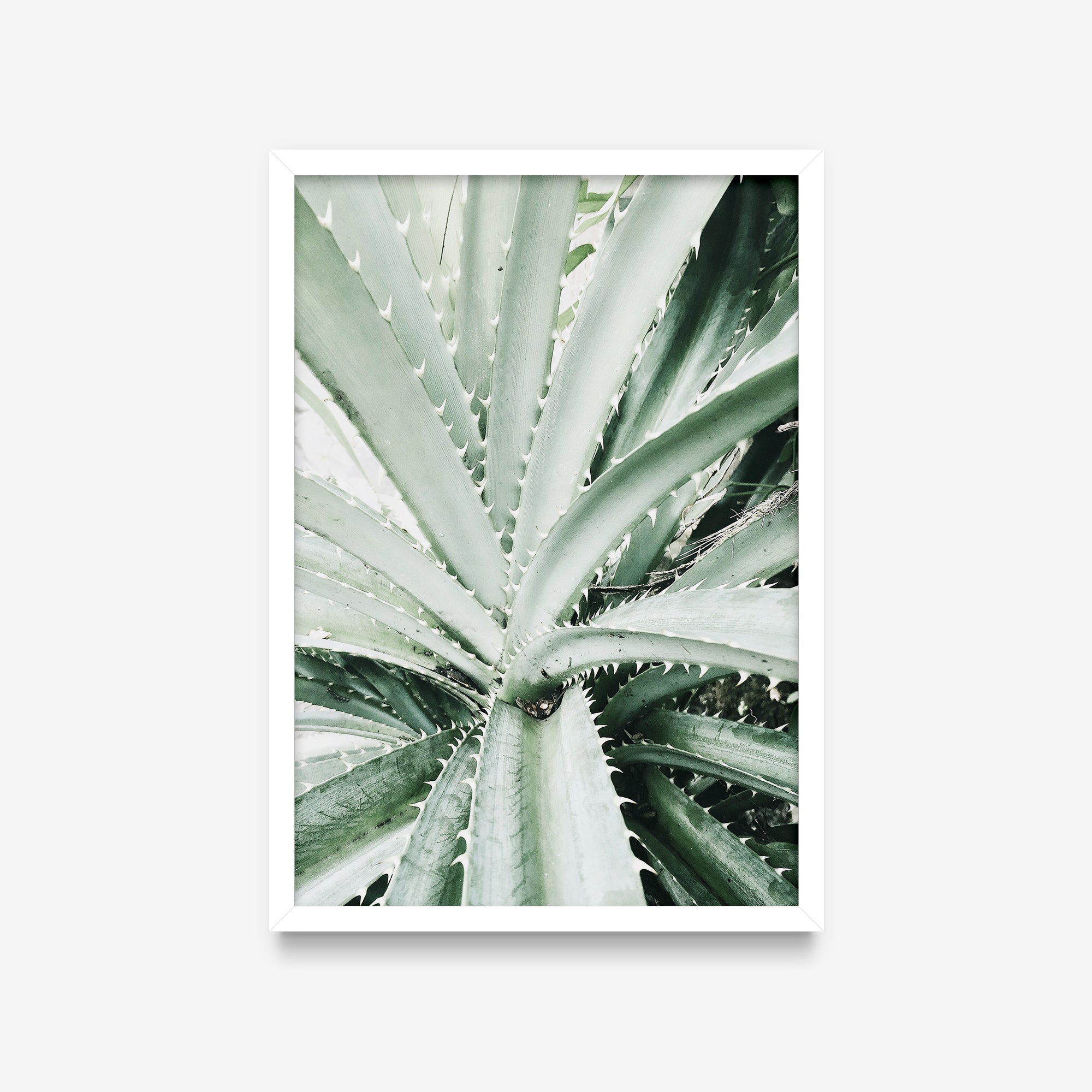 Plantas - Aloe detalhe