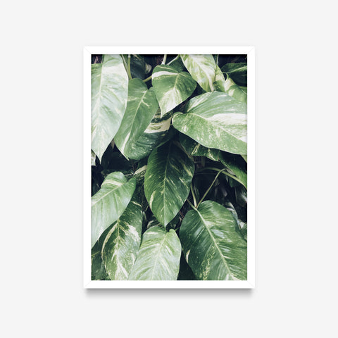 Plantas - Folhas duas cores
