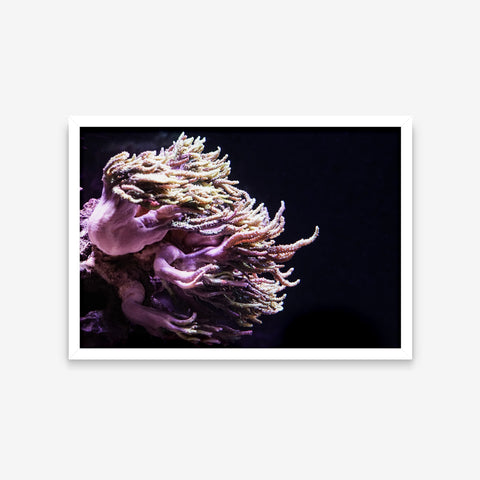 Animais - Dendronephthya Pumilio