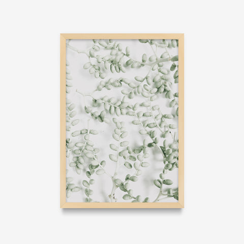Plantas - Suculentas
