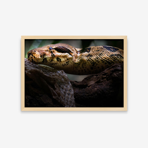 Animais - Python Regius
