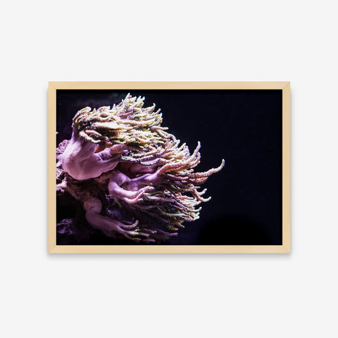 Animais - Dendronephthya Pumilio