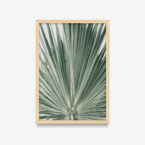Plantas - Coqueirinho detalhe
