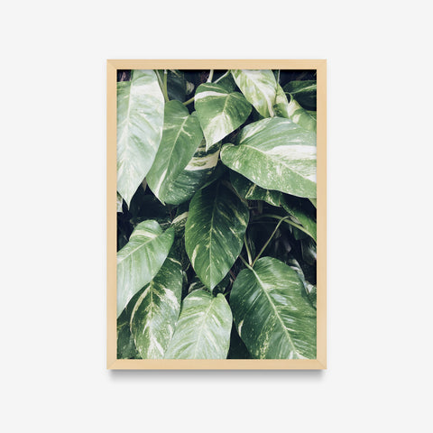 Plantas - Folhas duas cores