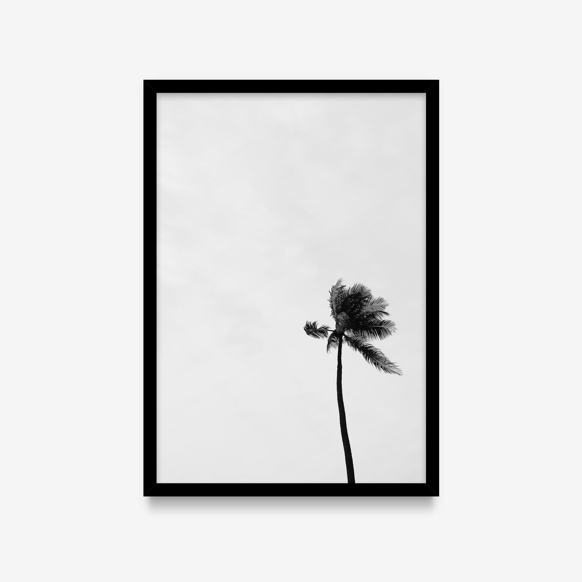 Plantas - Coqueiro PB