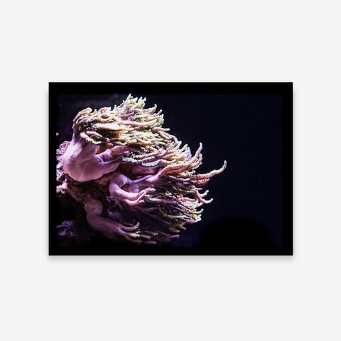 Animais - Dendronephthya Pumilio