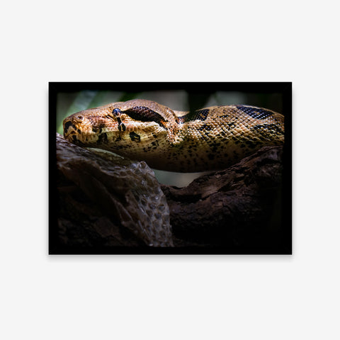 Animais - Python Regius