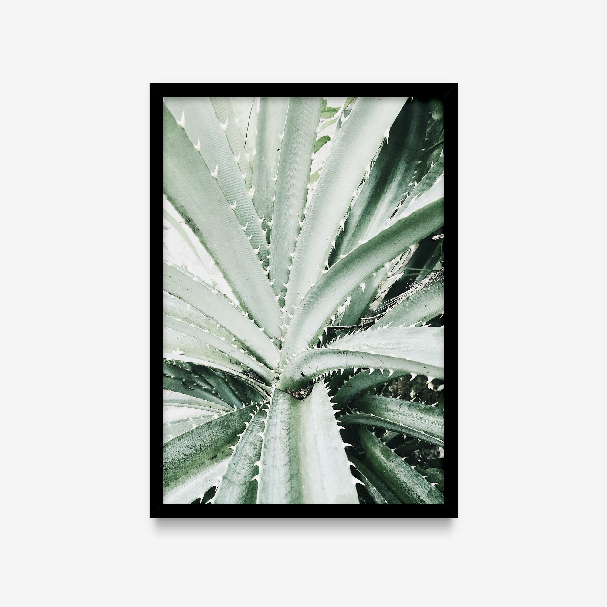 Plantas - Aloe detalhe
