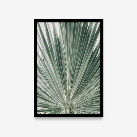 Plantas - Coqueirinho detalhe