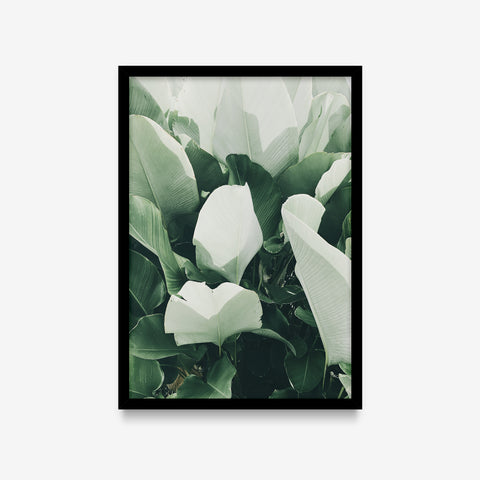 Plantas - Tipo uma bananeira