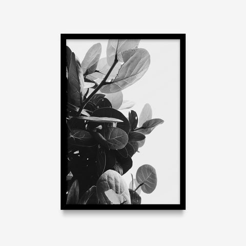 Plantas - Ficus Audrey PB