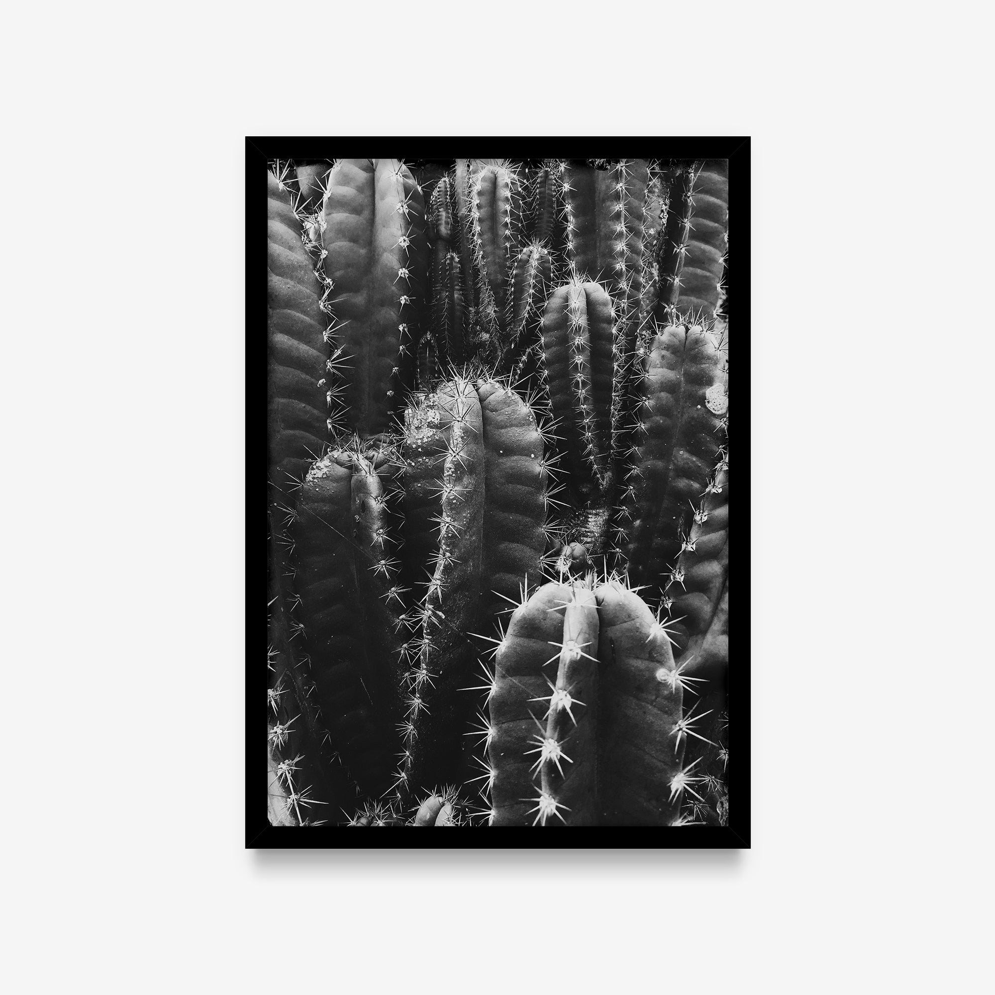 Plantas - Cactos P&B