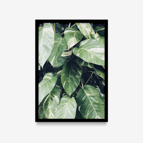 Plantas - Folhas duas cores