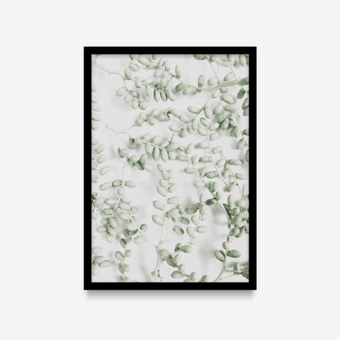 Plantas - Suculentas