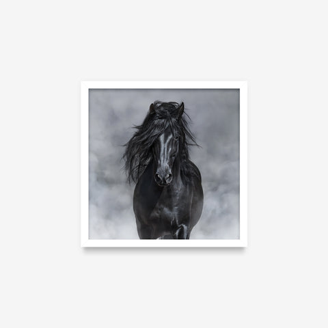 Animais - Horse