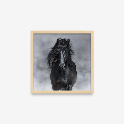 Animais - Horse