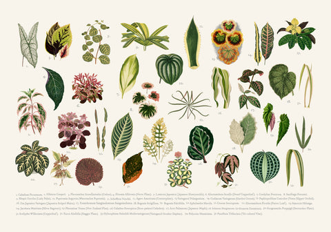 Leaves