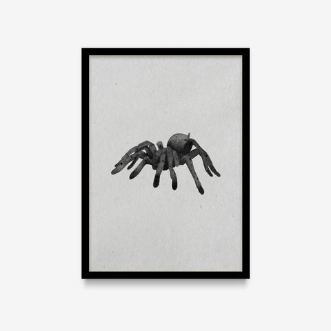 Spirit Animals - Spider