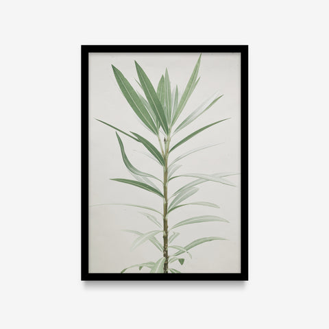 Plantas - Floral Deco 1