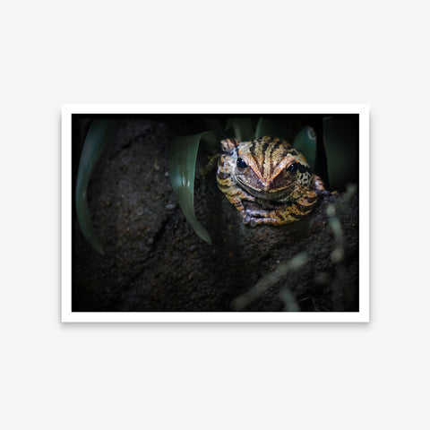 Animais - Polypedates Megacephalus