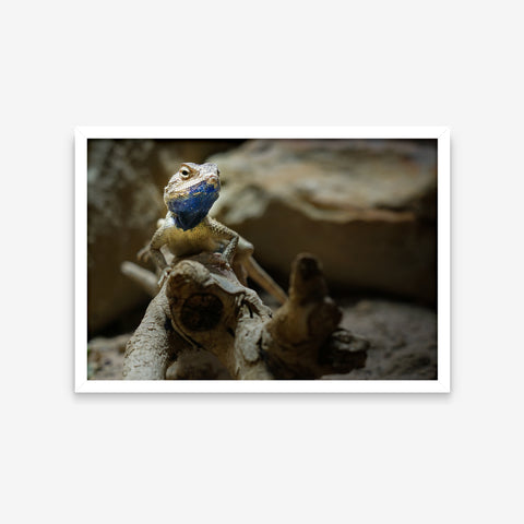Animais - Sceloporus Cyanogenys