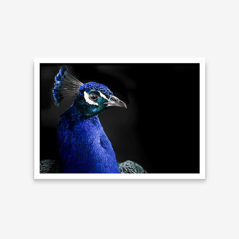 Animais - Pavo Cristatus