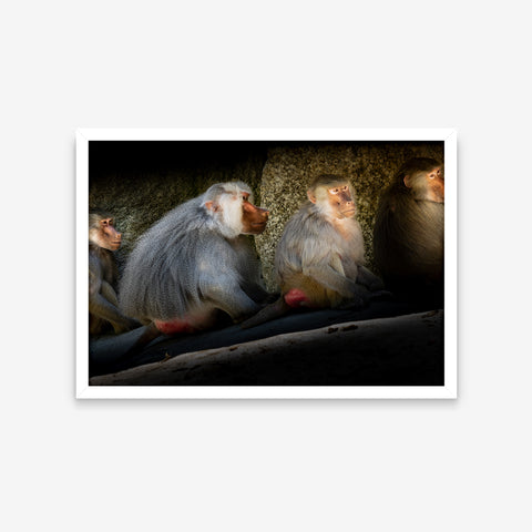 Animais - Papio Hamadryas 1