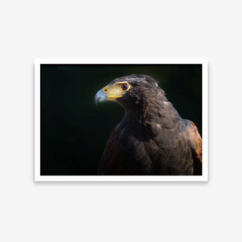 Animais - Parabuteo Unicinctus