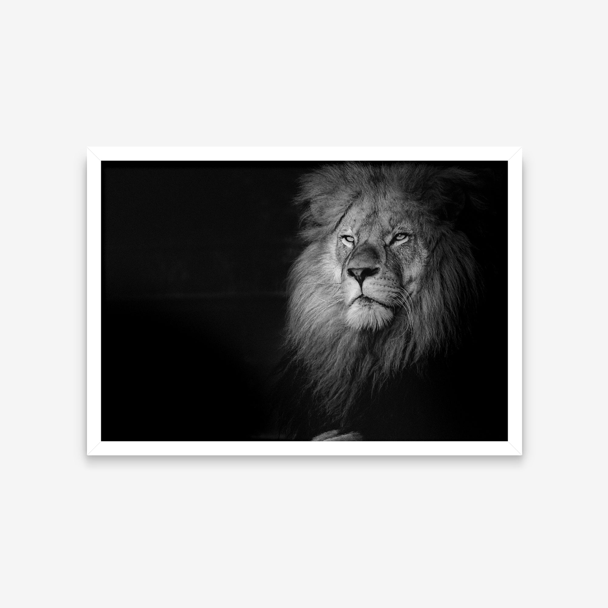Animais - Panthera Leo 1