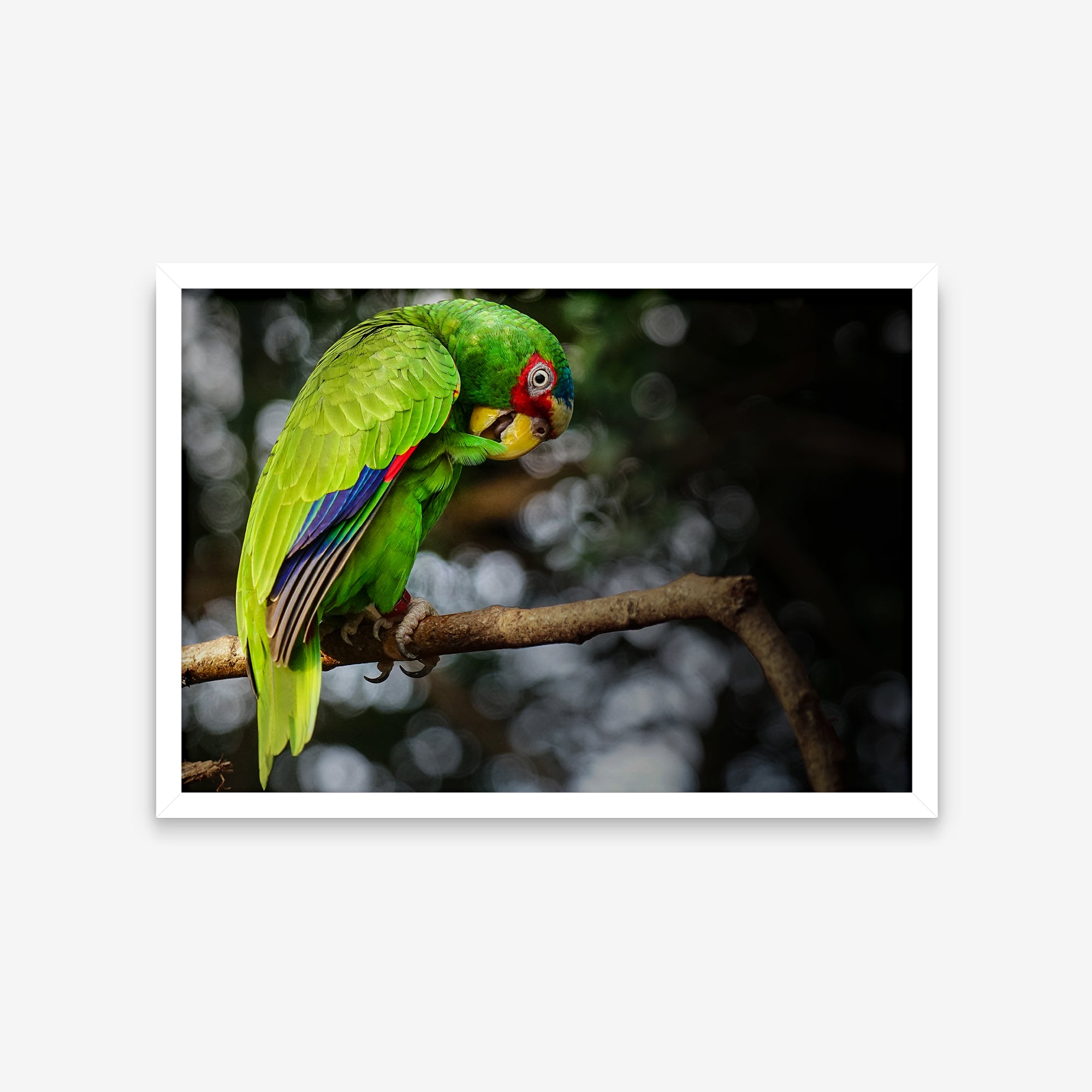 Animais - Amazona Albifrons