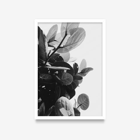 Plantas - Ficus Audrey PB