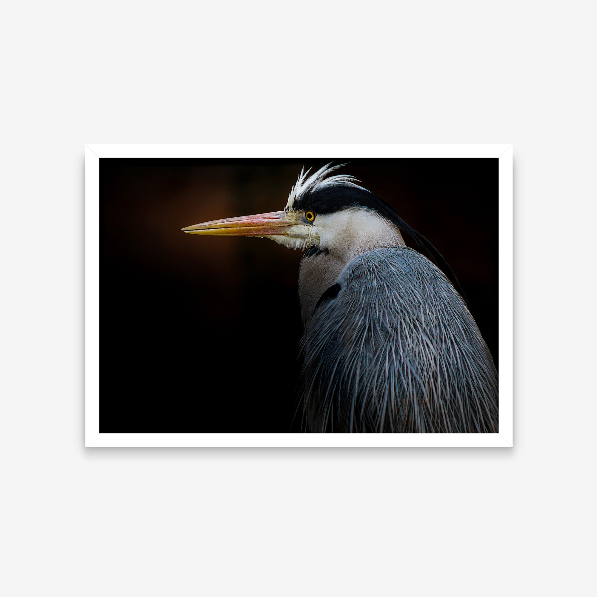 Animais - Ardea Cinerea