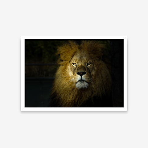 Animais - Panthera Leo