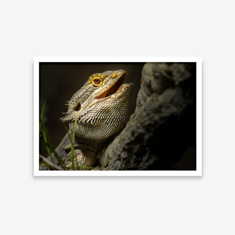 Animais - Pogona Vitticeps