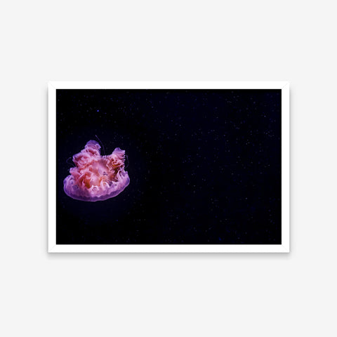 Animais - Phacellophora Camtschatica