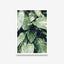 Plantas - Folhas duas cores