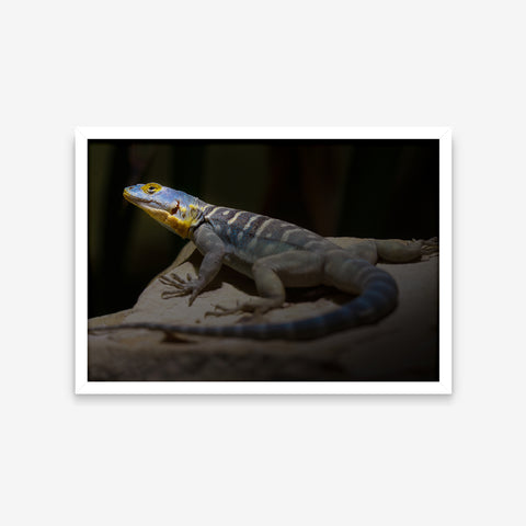 Animais - Petrosaurus Thalassinus