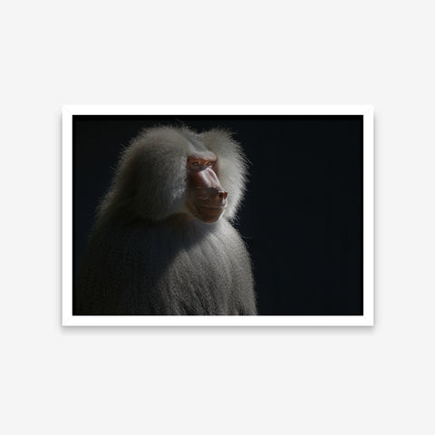 Animais - Papio Hamadryas
