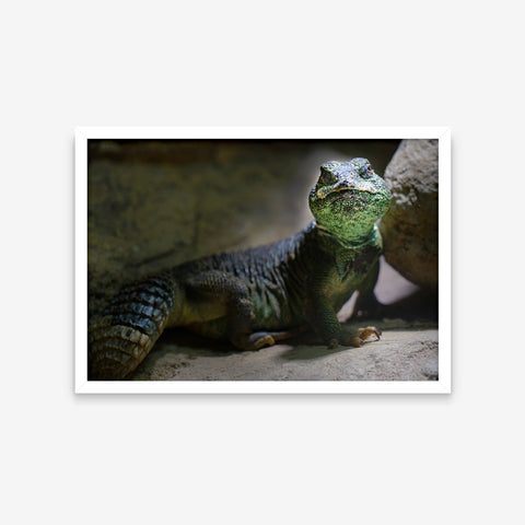 Animais - Uromastyx Thomasi