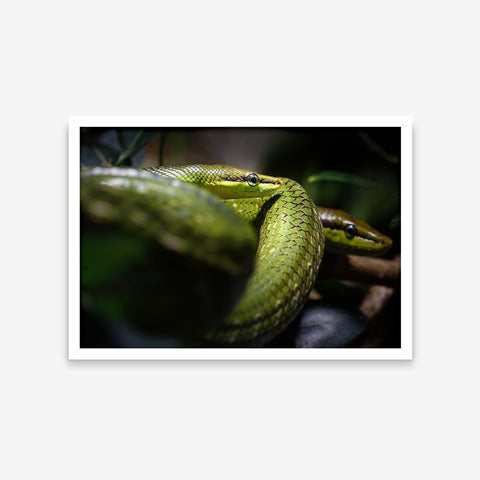 Animais - Gonyosoma Oxycephalum