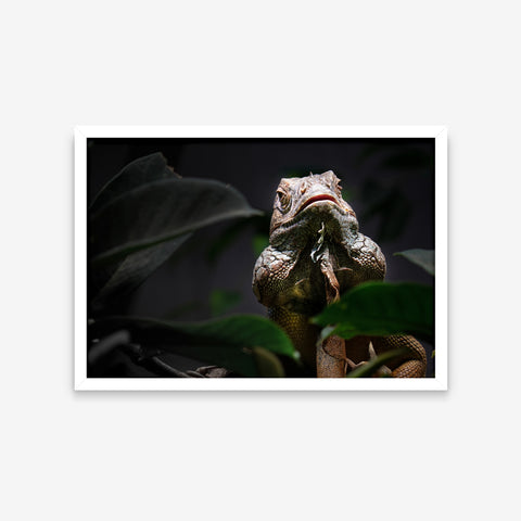 Animais - Iguana
