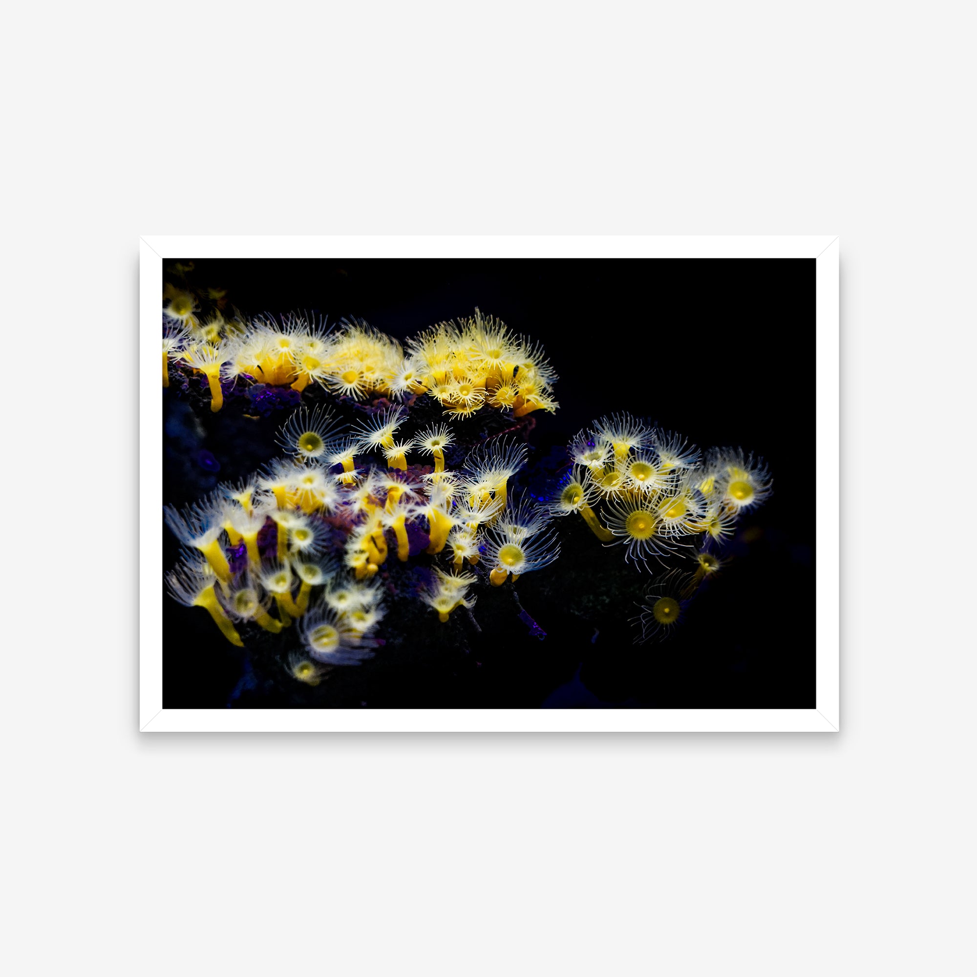 Animais - Astroides Calycularis 1
