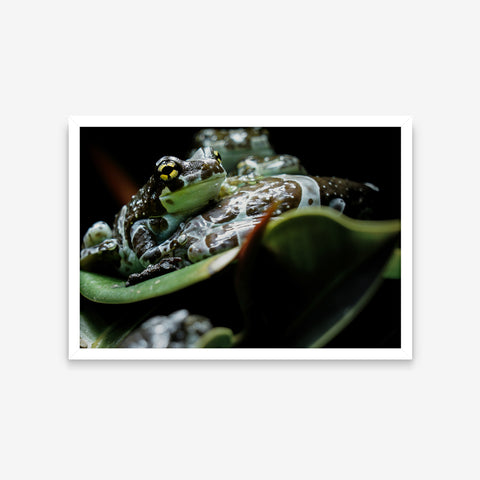 Animais - Trachycephalus Resinifictrix