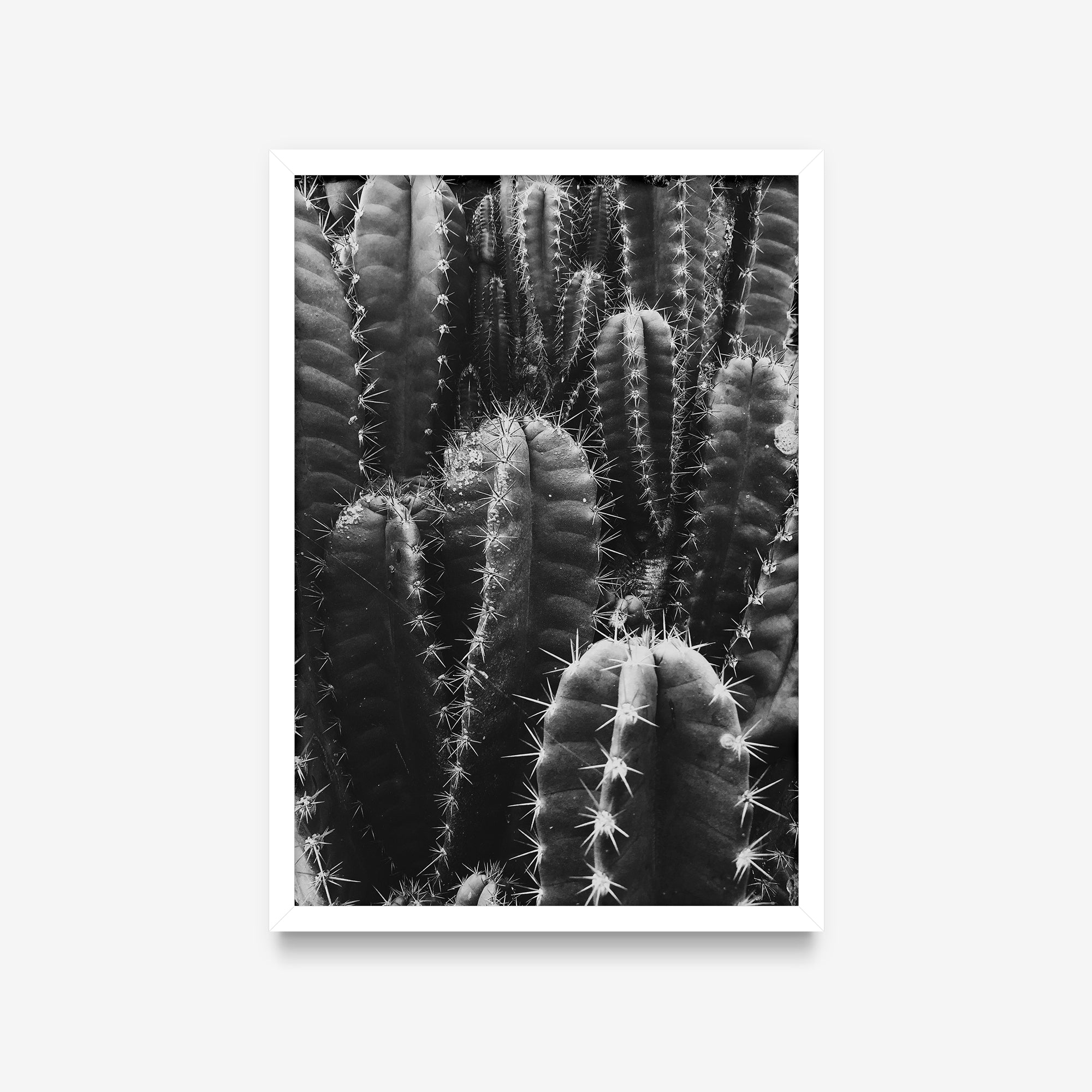Plantas - Cactos P&B
