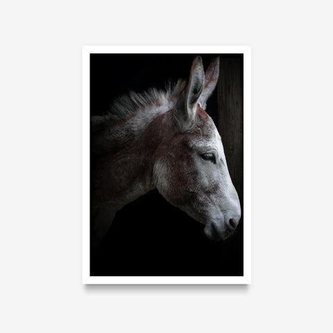 Animais - Equus Asinus