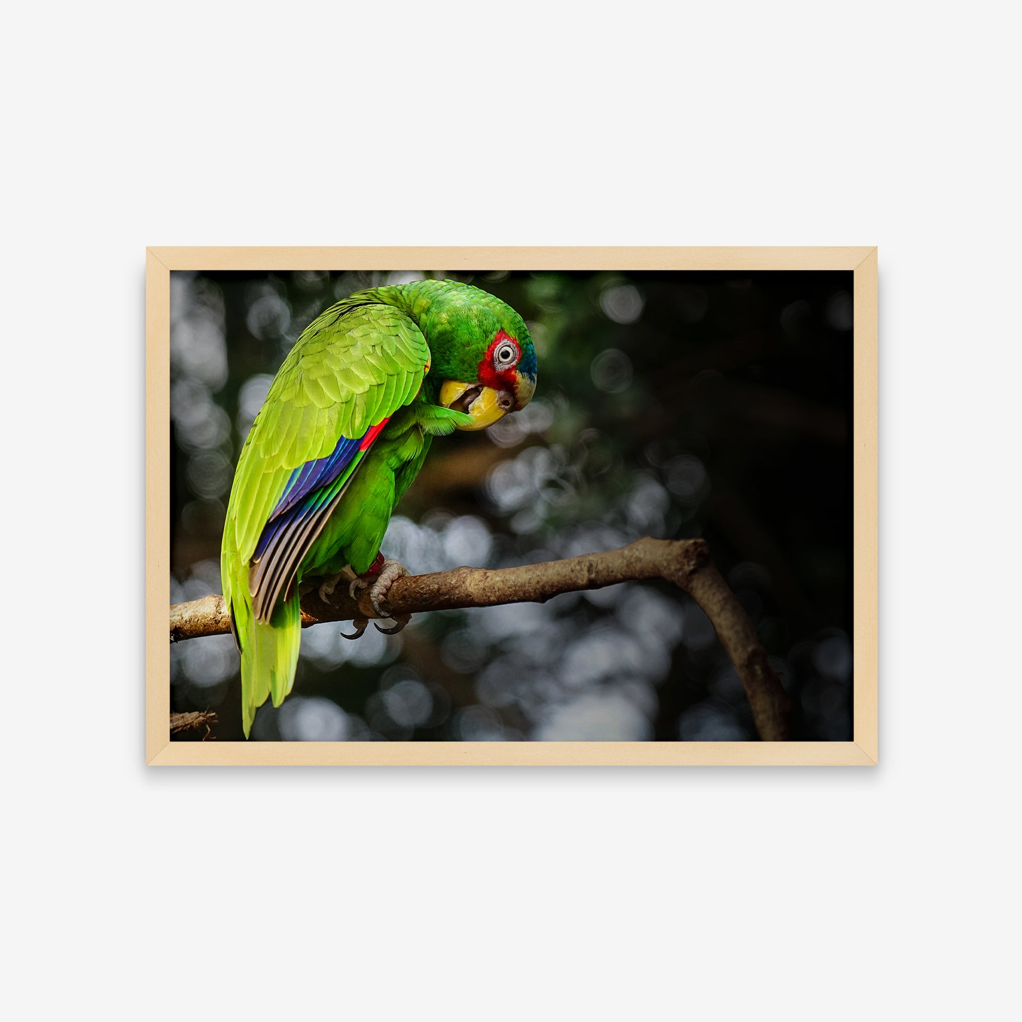 Animais - Amazona Albifrons