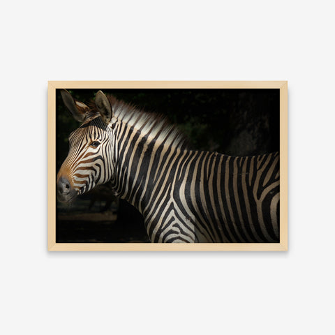 Animais - Equus Grevyi